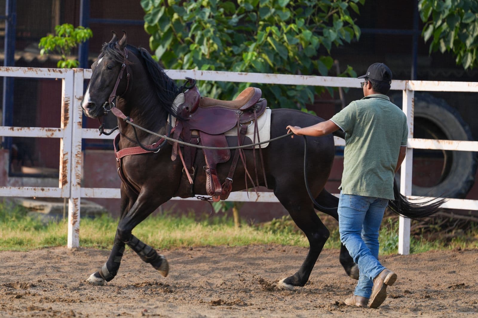 Unstarted or Green-Broke Horse