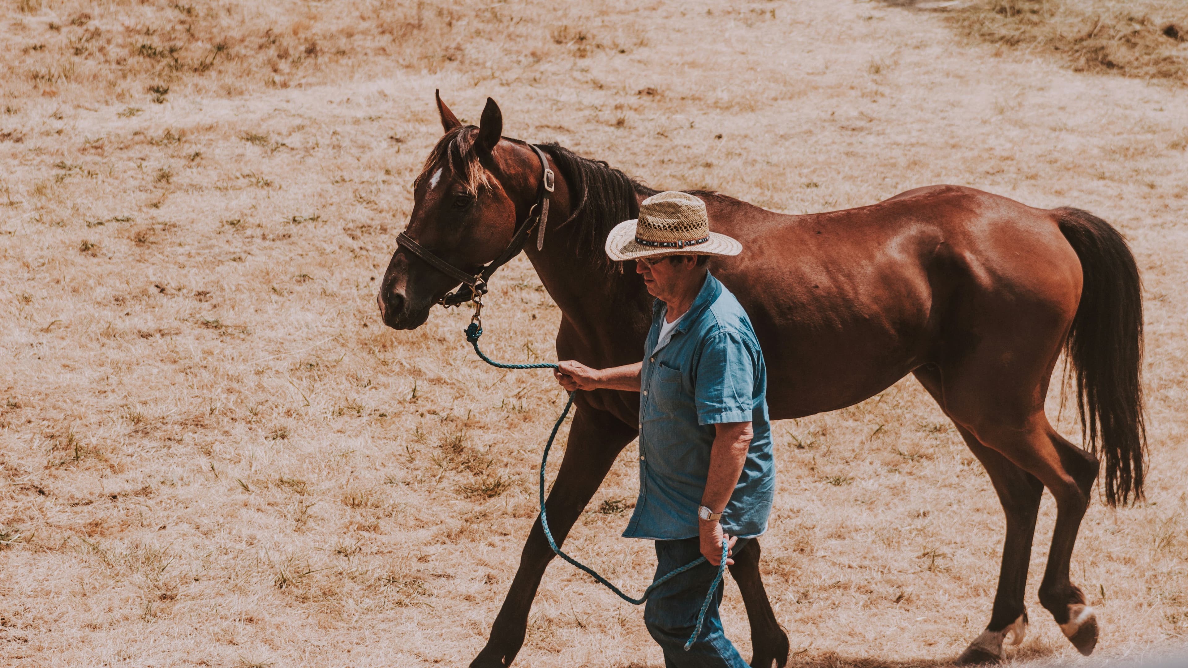 The Indian Horseman leading a bay horse through golden fields