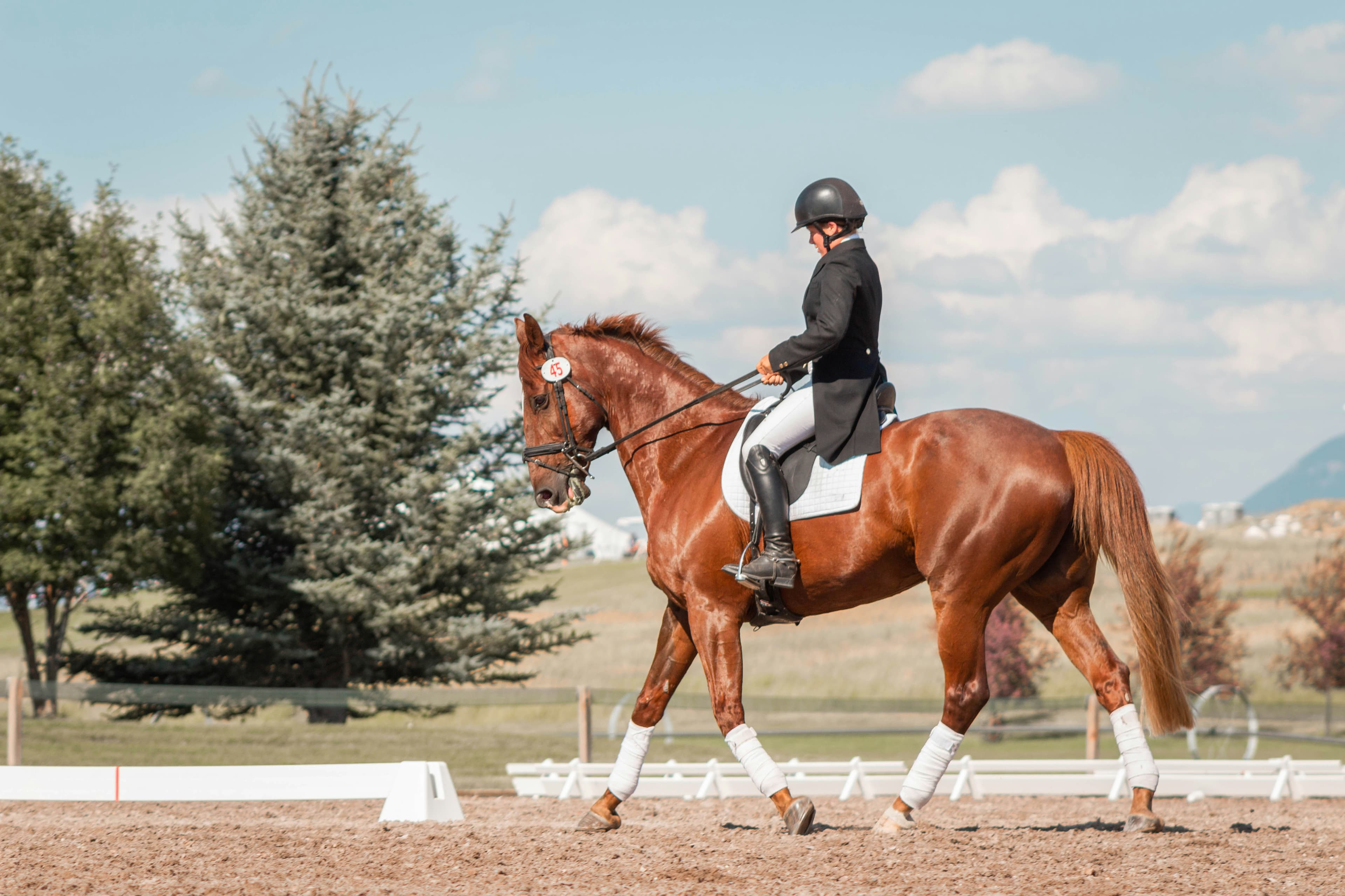 Horse Training Background